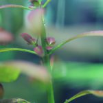 植栽から9日目　脇芽　アルアナの夕焼け